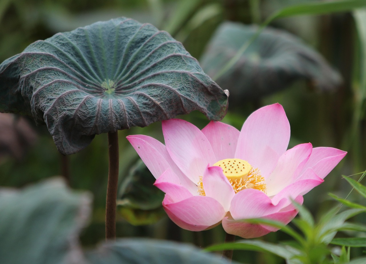 Mobile Lotus365 Review India Review 2027: Bonus, App, Withdrawal Tested